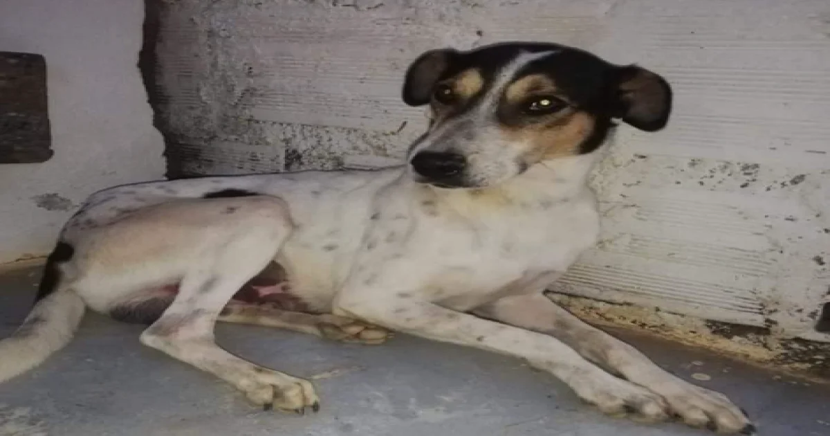 Tobi (tumor venéreo transmisible)