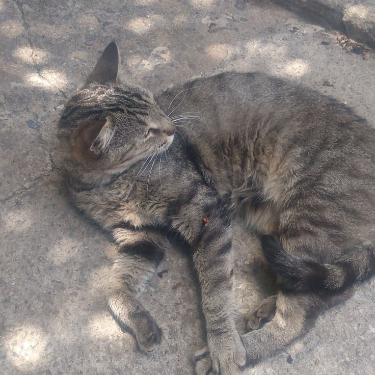 Foto de kira, un gato adorable listo para adopción