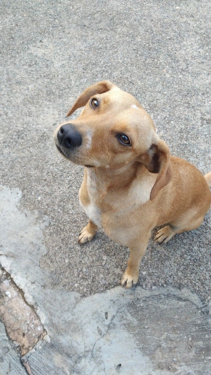 Foto de choco, un perro adorable listo para adopción