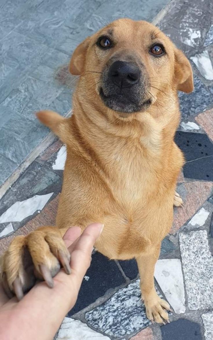 Foto de lolo, un perro adorable listo para adopción