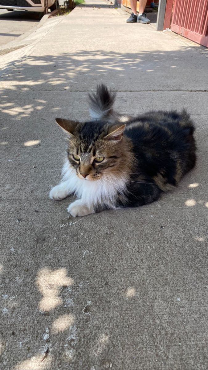 Foto de sara, un gato adorable listo para adopción