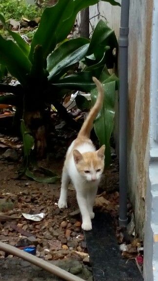 Foto de sol, un gato adorable listo para adopción