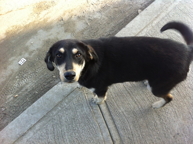 Foto de luna, un perro adorable listo para adopción
