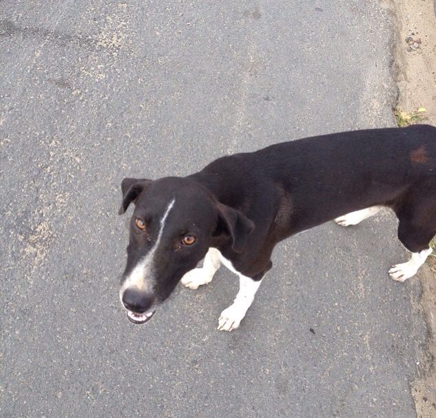 Foto de nube, un perro adorable listo para adopción