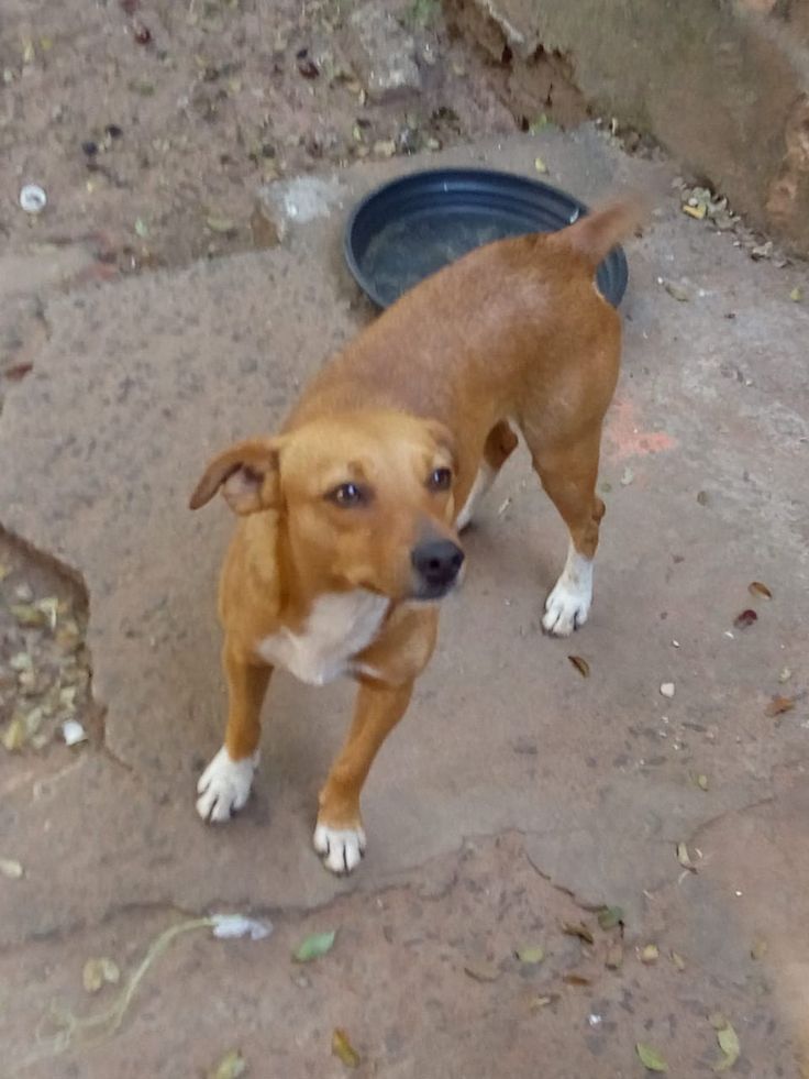 Foto de toby, un perro adorable listo para adopción