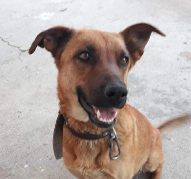 Foto de max, un perro adorable listo para adopción