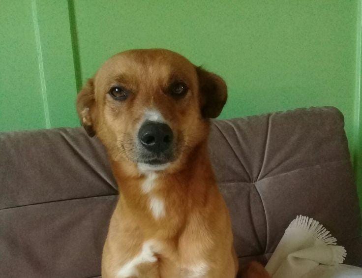 frank