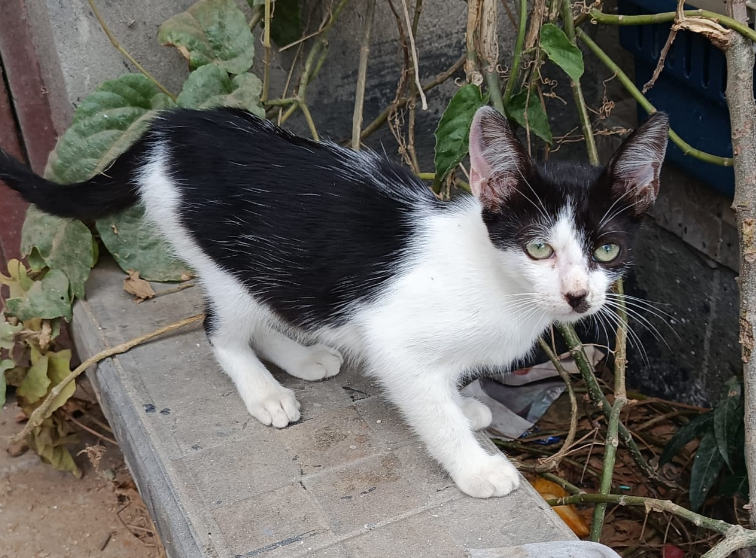 Foto de saturno, un gato adorable listo para adopción
